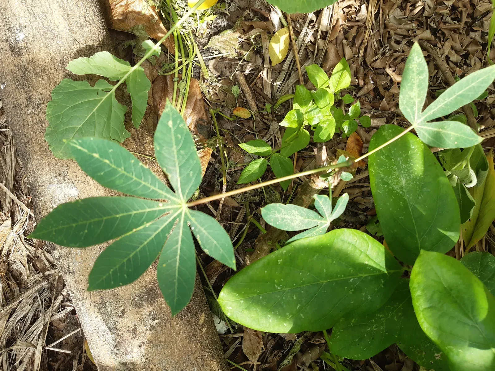 Aipim (Manihot esculenta)