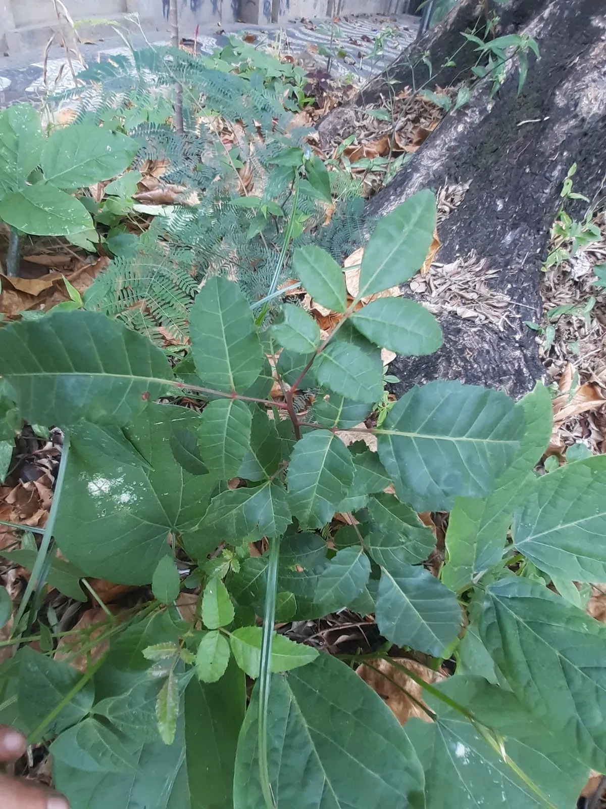 Aroeira (Schinus terebinthifolius Raddi)