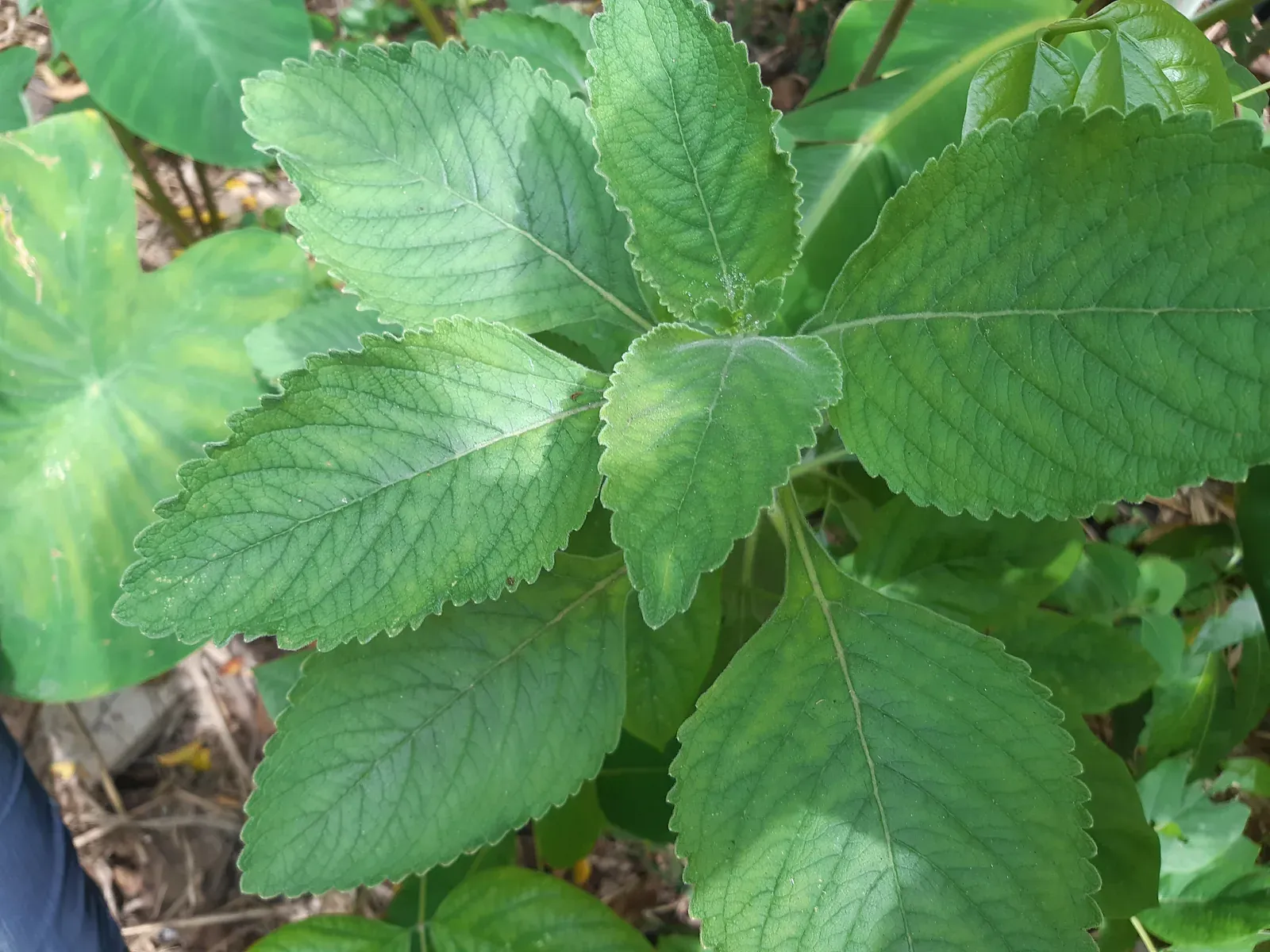 Boldo (Plectranthus barbatus Andrews)