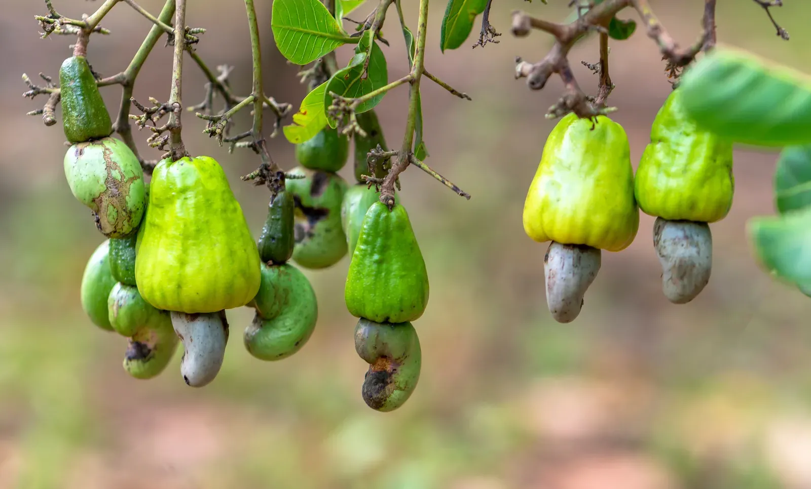 Caju (Anacardium occidentale)