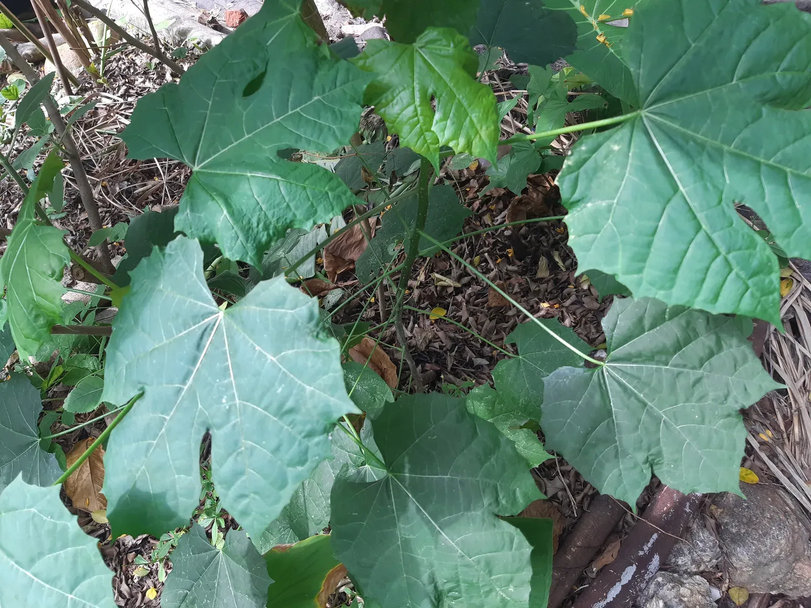 Chaya (Cnidoscolus aconitifolius (Mill.) I.M. Johnst.)