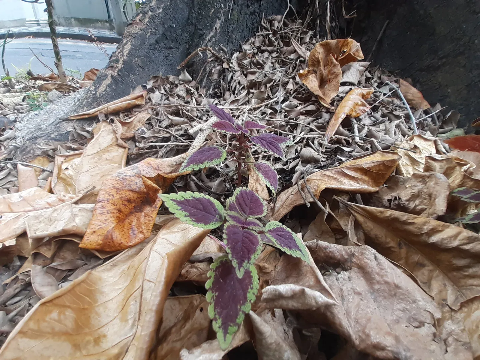 Coleom (Plectranthus scutellarioides)