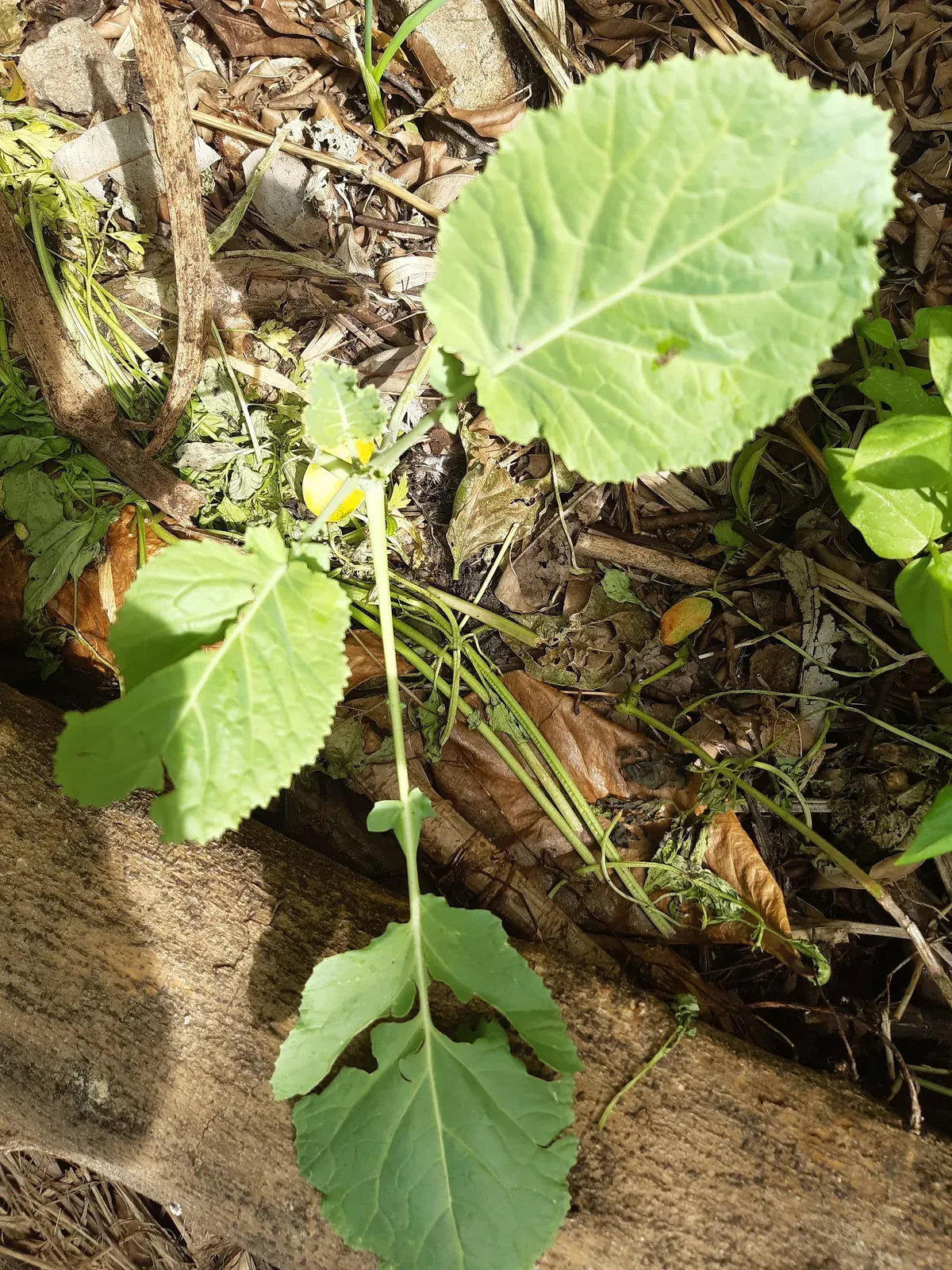 Couve (Brassica oleracea var. acephala)