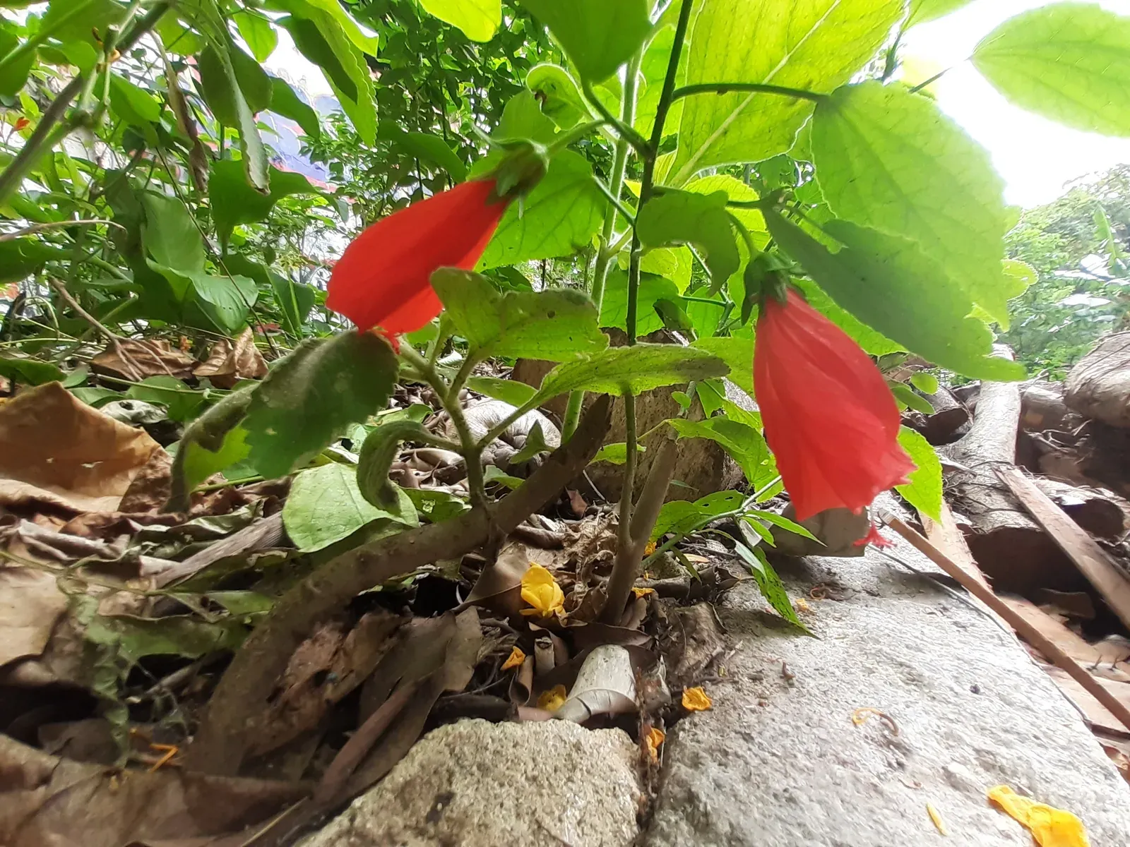 Hibisco (Malvaviscus arboreus)